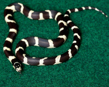 Load image into Gallery viewer, Zoo Med Eco Carpet, 2-Pack