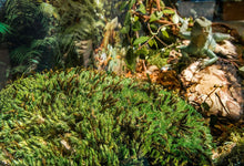 Load image into Gallery viewer, Galapagos Royal Pillow Moss Clumps