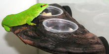 Load image into Gallery viewer, MagNaturals Gecko Ledge