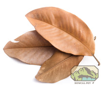 Load image into Gallery viewer, NewCal Magnolia Leaf Litter