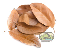 Load image into Gallery viewer, NewCal Magnolia Leaf Litter