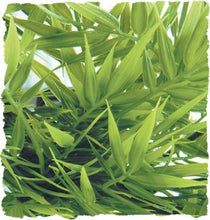 Load image into Gallery viewer, Zoo Med Natural Bush Plants, Madagascar Bamboo