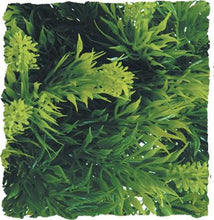Load image into Gallery viewer, Zoo Med Natural Bush Plants, Malaysian Fern