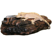 Load image into Gallery viewer, MagNaturals Rock Ledge (Earth Colour)