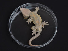Load image into Gallery viewer, NewCal Gecko Sexing Package