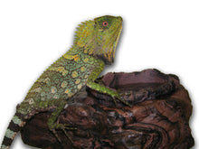 Load image into Gallery viewer, MagNaturals Feed OR Water Ledge