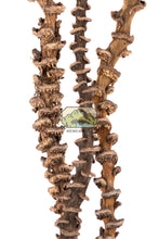 Load image into Gallery viewer, NewCal Musa Stick, 10-14"
