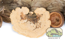 Load image into Gallery viewer, NewCal Sponge Mushroom, 2-Pack