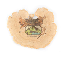 Load image into Gallery viewer, NewCal Sponge Mushroom, 2-Pack