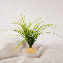 Load image into Gallery viewer, Exo Terra Turtle Grass