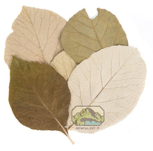 Load image into Gallery viewer, NewCal Teak Leaves, 10 Pack