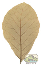 Load image into Gallery viewer, NewCal Teak Leaves, 10 Pack