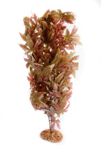 Load image into Gallery viewer, AquaGlobe Maple Aquarium Plant