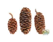 Load image into Gallery viewer, NewCal Alder Cones - 1oz