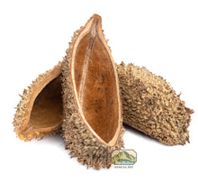 Load image into Gallery viewer, NewCal Devil's Purse, 2 Pack