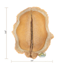 Load image into Gallery viewer, NewCal Frog's Mouth, 3 Pack