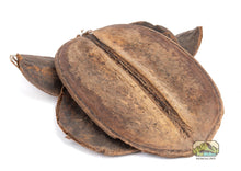 Load image into Gallery viewer, NewCal Coco Para, 2 Pack