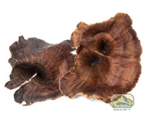 Load image into Gallery viewer, NewCal Golden Mushrooms, 4-Pack