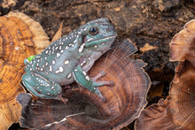 Load image into Gallery viewer, NewCal Golden Mushrooms, 4-Pack