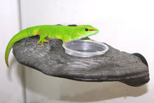 Load image into Gallery viewer, MagNaturals Gecko Ledge