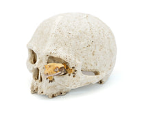 Load image into Gallery viewer, Pangea Human Skull Cave