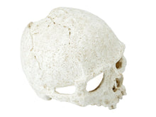 Load image into Gallery viewer, Pangea Human Skull Cave