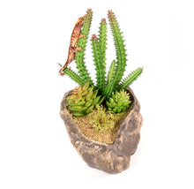 Load image into Gallery viewer, Pangea Succulent Garden