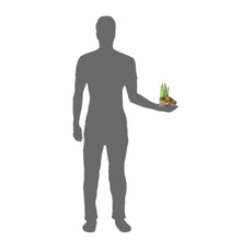 Load image into Gallery viewer, Pangea Succulent Garden