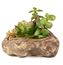 Load image into Gallery viewer, Pangea Succulent Garden