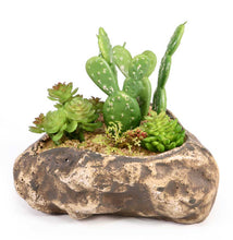 Load image into Gallery viewer, Pangea Succulent Garden