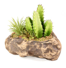 Load image into Gallery viewer, Pangea Succulent Garden