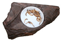 Load image into Gallery viewer, MagNaturals Worm Feeder Ledge