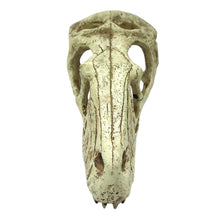 Load image into Gallery viewer, Komodo Raptor Skull