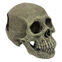 Load image into Gallery viewer, Komodo Human Skull Full