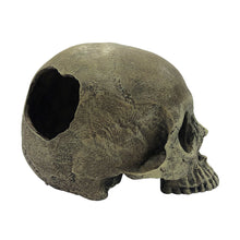 Load image into Gallery viewer, Komodo Human Skull Half