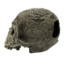 Load image into Gallery viewer, Komodo Human Skull Textured