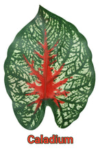 Load image into Gallery viewer, Pangea Leafy Vine Caladium, 6ft
