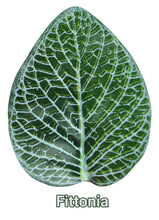 Load image into Gallery viewer, Pangea Leafy Vine Fittonia , 6ft