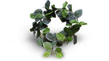 Load image into Gallery viewer, Pangea Leafy Vine Fittonia , 6ft