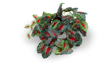 Load image into Gallery viewer, Pangea Leafy Vine Caladium, 6ft