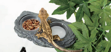 Load image into Gallery viewer, ReptiZoo Arboreal Single \ Double Feeder Rock Ledge Magnetic