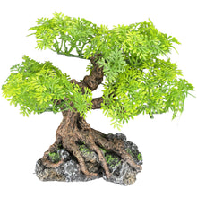 Load image into Gallery viewer, Komodo Bonsai Tree