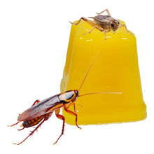 Load image into Gallery viewer, Komodo Jelly Pots Fruit (20-Count)