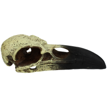 Load image into Gallery viewer, Komodo Raven Skull