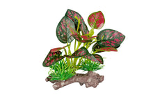 Load image into Gallery viewer, ReptiZoo Scindapsus aureus Plant 4.8"