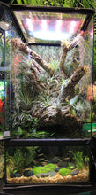 Load image into Gallery viewer, Zoo Med Paludarium, 12x12x24"