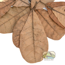 Load image into Gallery viewer, NewCal Cashew Leaves, 10-Pack