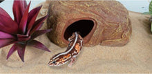 Load image into Gallery viewer, ReptiZoo 2-Hole Multi-Function Hiding Cave