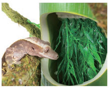 Load image into Gallery viewer, ReptiZoo 2-In-1 Bamboo Drinking Fountain & Food Dish