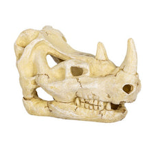 Load image into Gallery viewer, ReptiZoo Rhino Skull